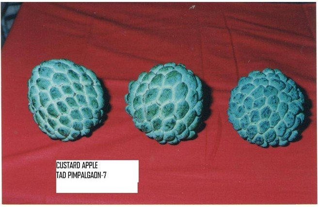 Custard Apple TP-7
