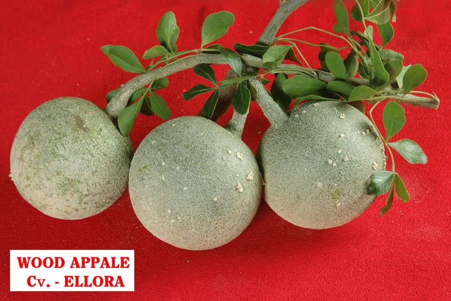Wood Apple Ellora